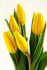 yelow tulips