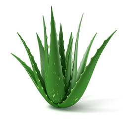 Plant d'Aloe Vera sur fond blanc 2 - obrazy, fototapety, plakaty