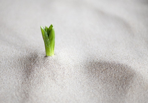 Plante