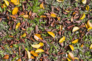 leaves on land