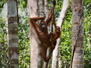A female of the orangutan with a baby.