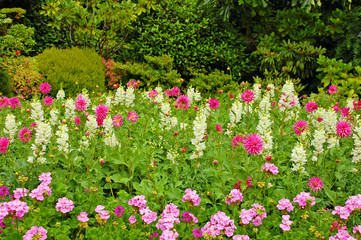 Obraz premium Meadow in full bloom with colorful flowers