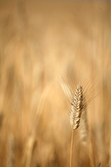 Fototapeta premium corn fleld