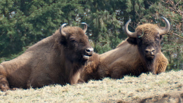 wisent