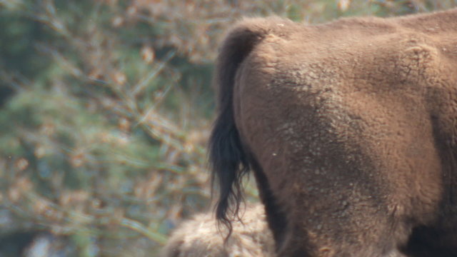 wisent