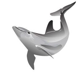 Dolphin graphic image
