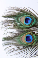 Two peacock feathers on white background