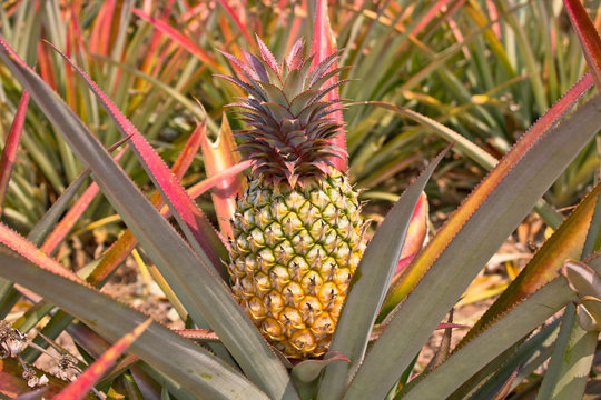 pineapple in the field