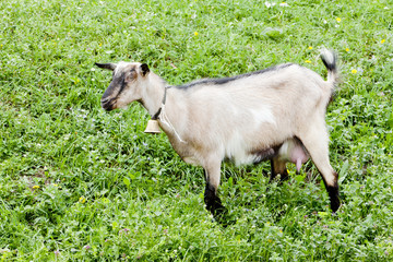 goat on meadow