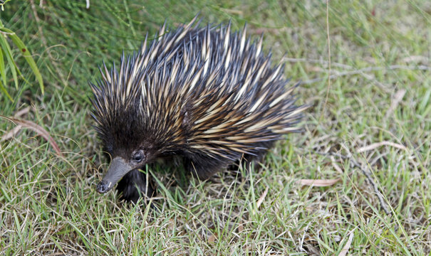 Echidna