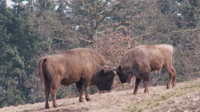 wisent