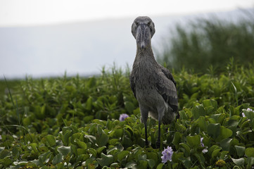 Shoebill