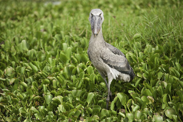 Shoebill