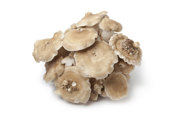 Bunch of fresh Shimeji mushrooms