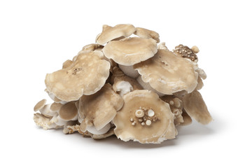 Bunch of fresh Shimeji mushrooms