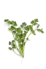 Fototapeta premium Fresh celery leaves