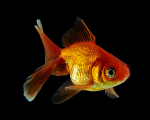 Schleierschwanz rotorange schwarz3