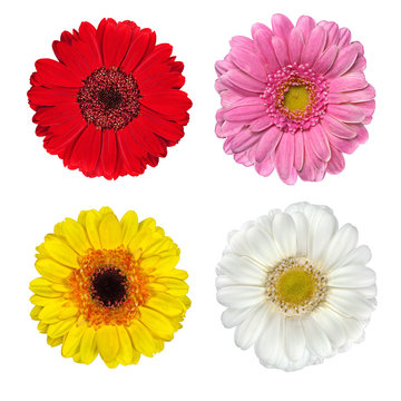 Four Fresh Gerbera Flowers Isolated on White