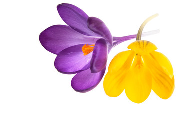 Krokusblüten