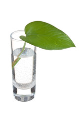 Green leaf in a glass of water