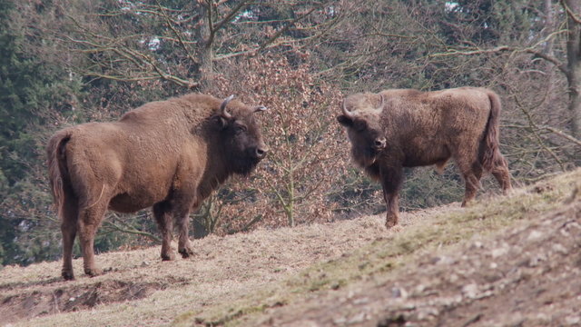 wisent