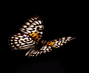 Fototapeta na wymiar Butterfly Neurosigma Siva Nonius odizolowane na czarno