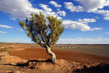 Tree in Mongolia