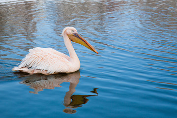 Pélican