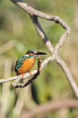 食事中のカワセミ