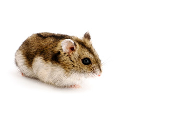 Dwarf hamster
