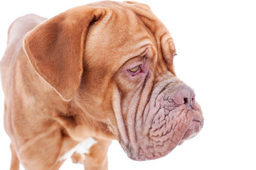 Portrait of french mastiff isolated on white background