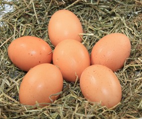 cinq oeufs dans un nid