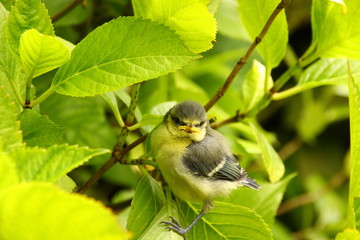 Baby blue tit, chick