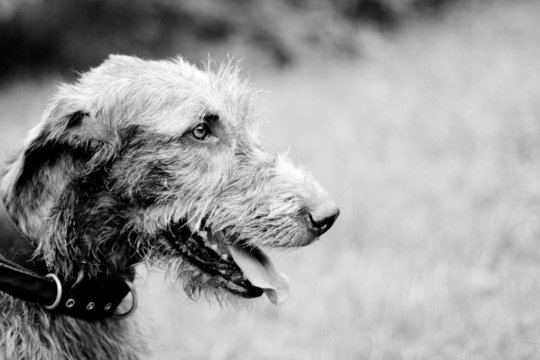 Portrait of irish wolfhound