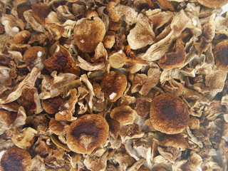 Сушеные грибы