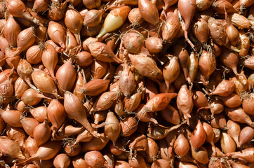 Onion seeds