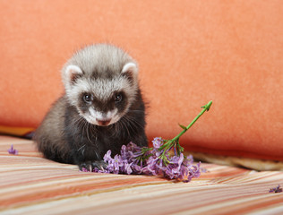 Ferret