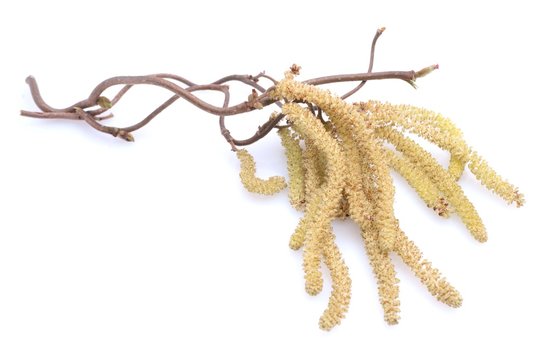 Allergie - Haselnusspollen