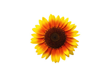 Obraz premium sunflower