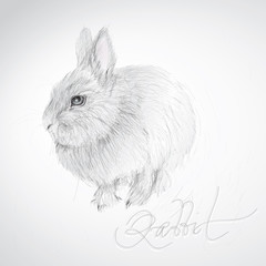 Cute Rabbit / realistic sketch (not auto-traced)