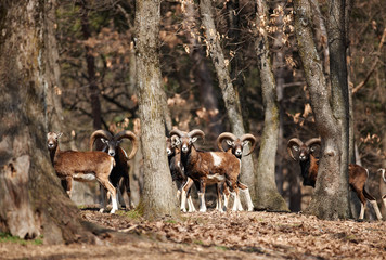 Mouflons in forest
