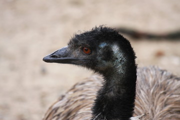 Emu, ostrich