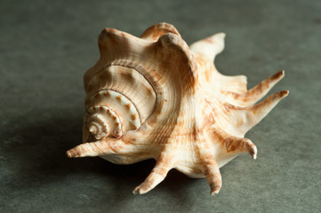 coquillage