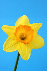 Narcissus in bloom on a blue background