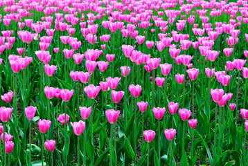Obraz na płótnie Canvas Spring. Pink tulips