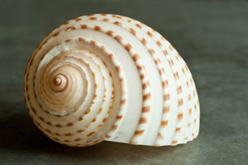 coquillage