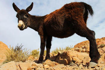 Fototapeta premium Portrait of young donkey in the mountains