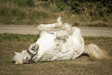 Wälzendes Pferd