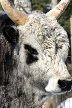 Portrait a bull with curly fur nature outdoor