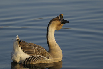 Oca Africana - African Goose male
